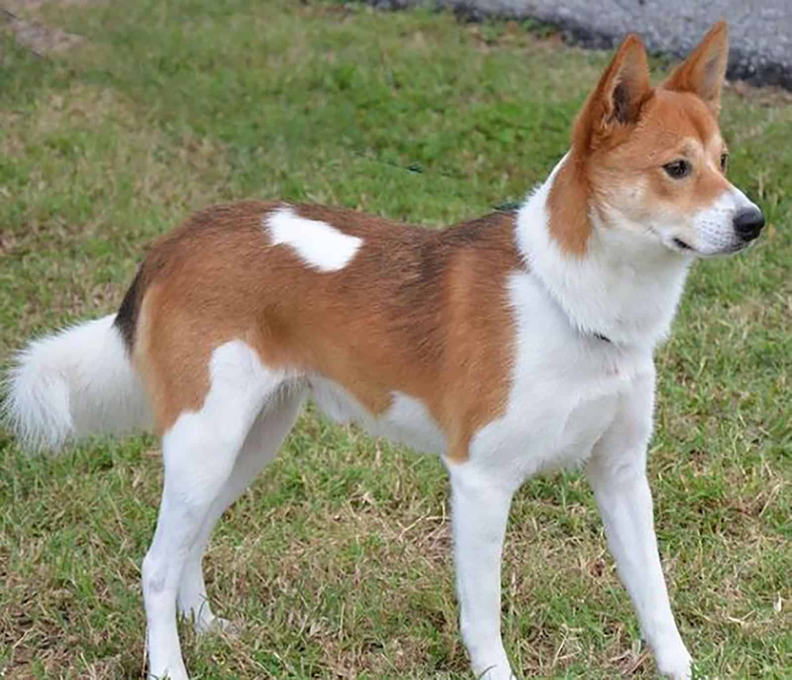 akita basenji mix standing on the lawn