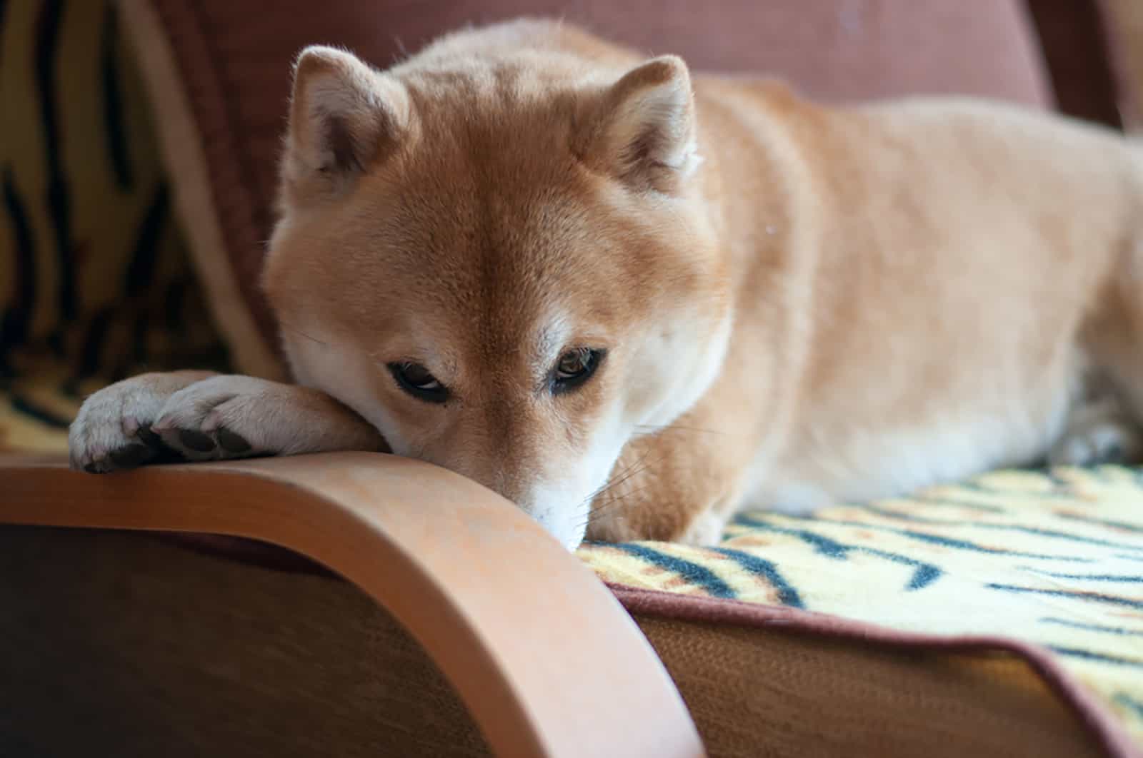 akita inu lying on the armchair