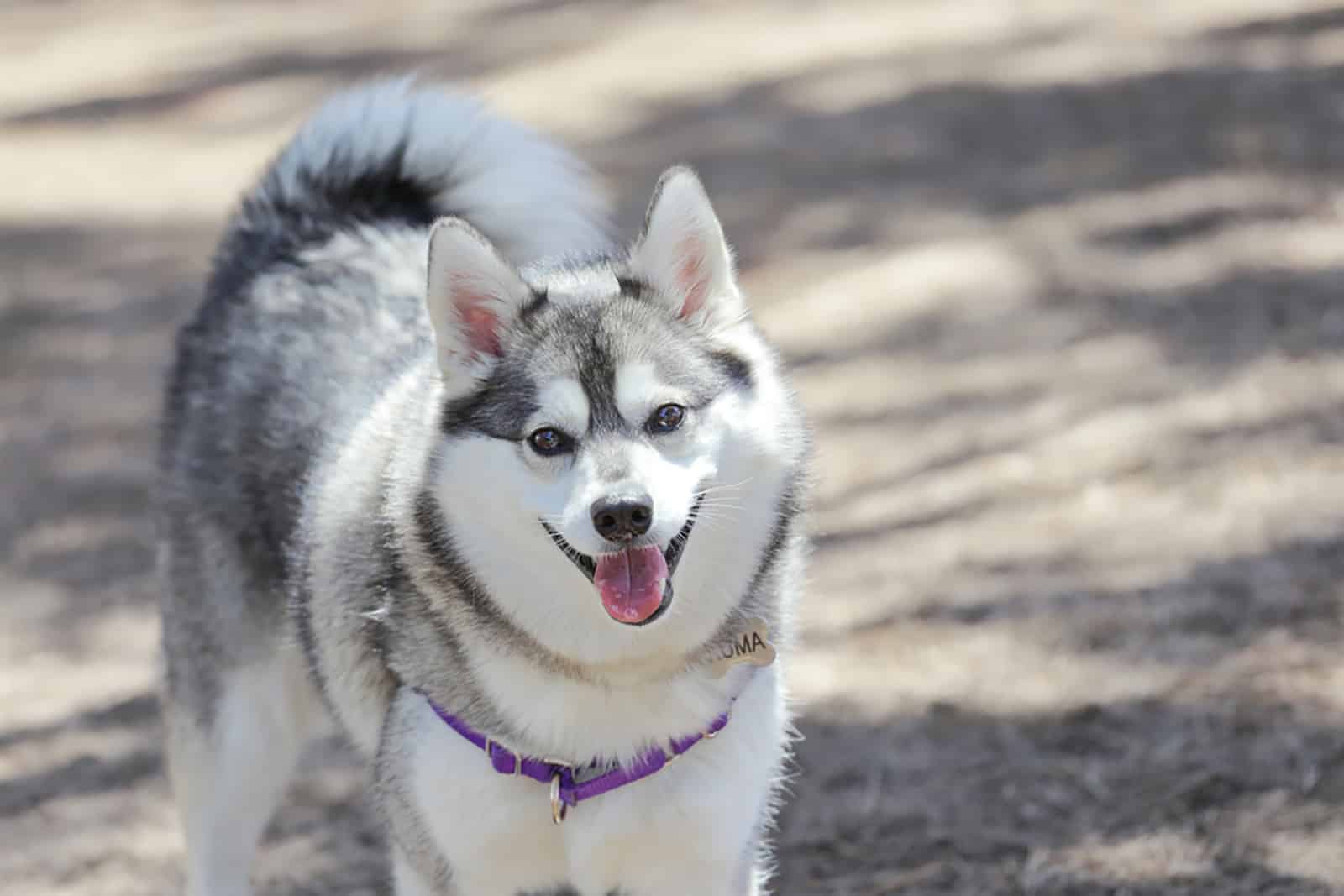 alaskan klee kai dog outdoors