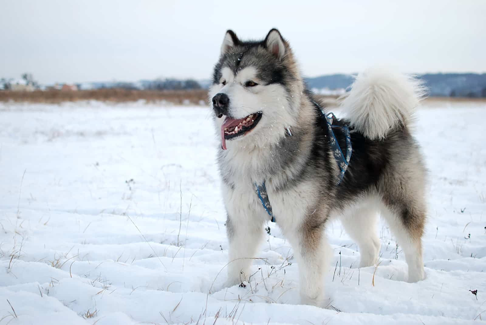 Alaskan Malamute in the snow