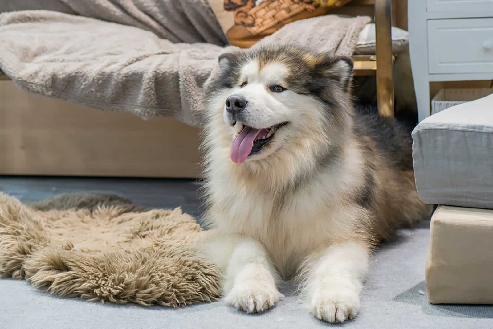 alaskan malamute lying down on the floor in the living room