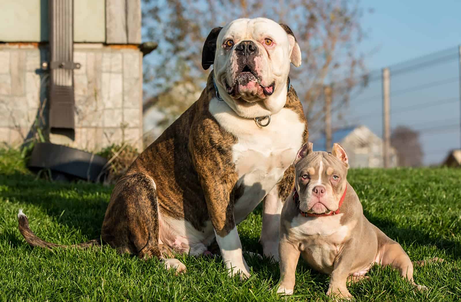american bulldog dog and puppy sitting in the grass