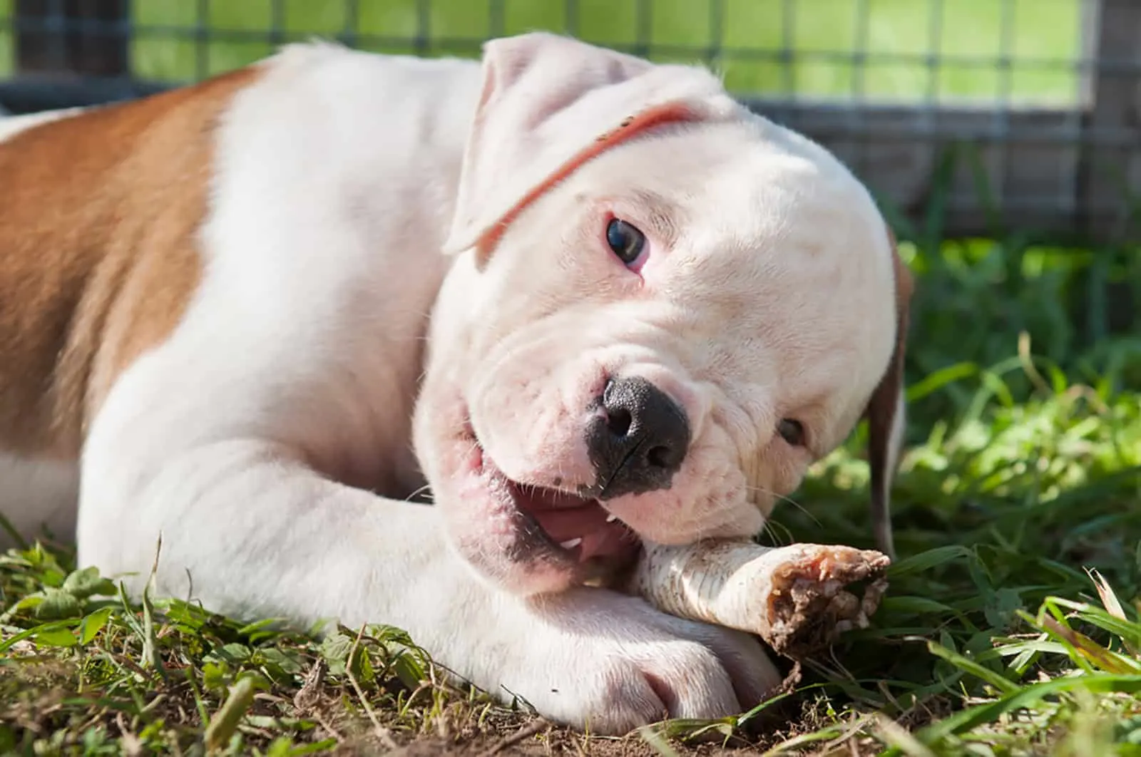 american bulldog puppy eating a chicken paw