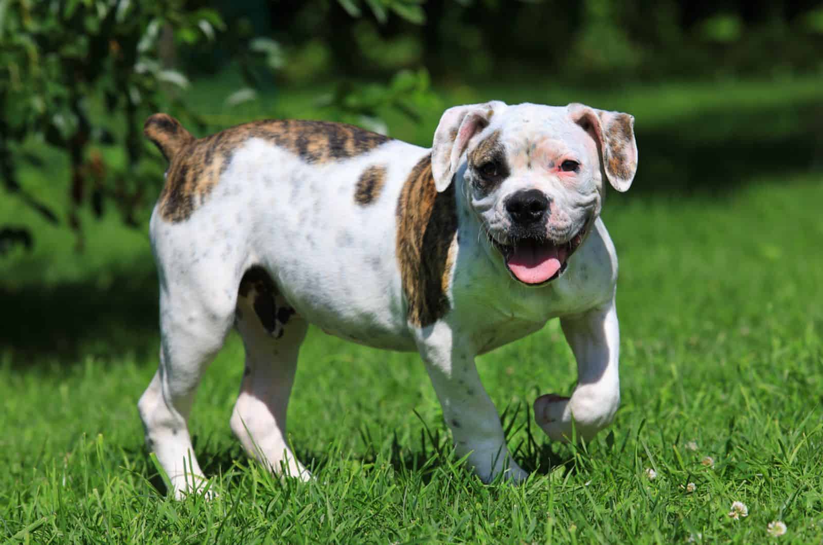 american bulldog puppy standing on a lawn