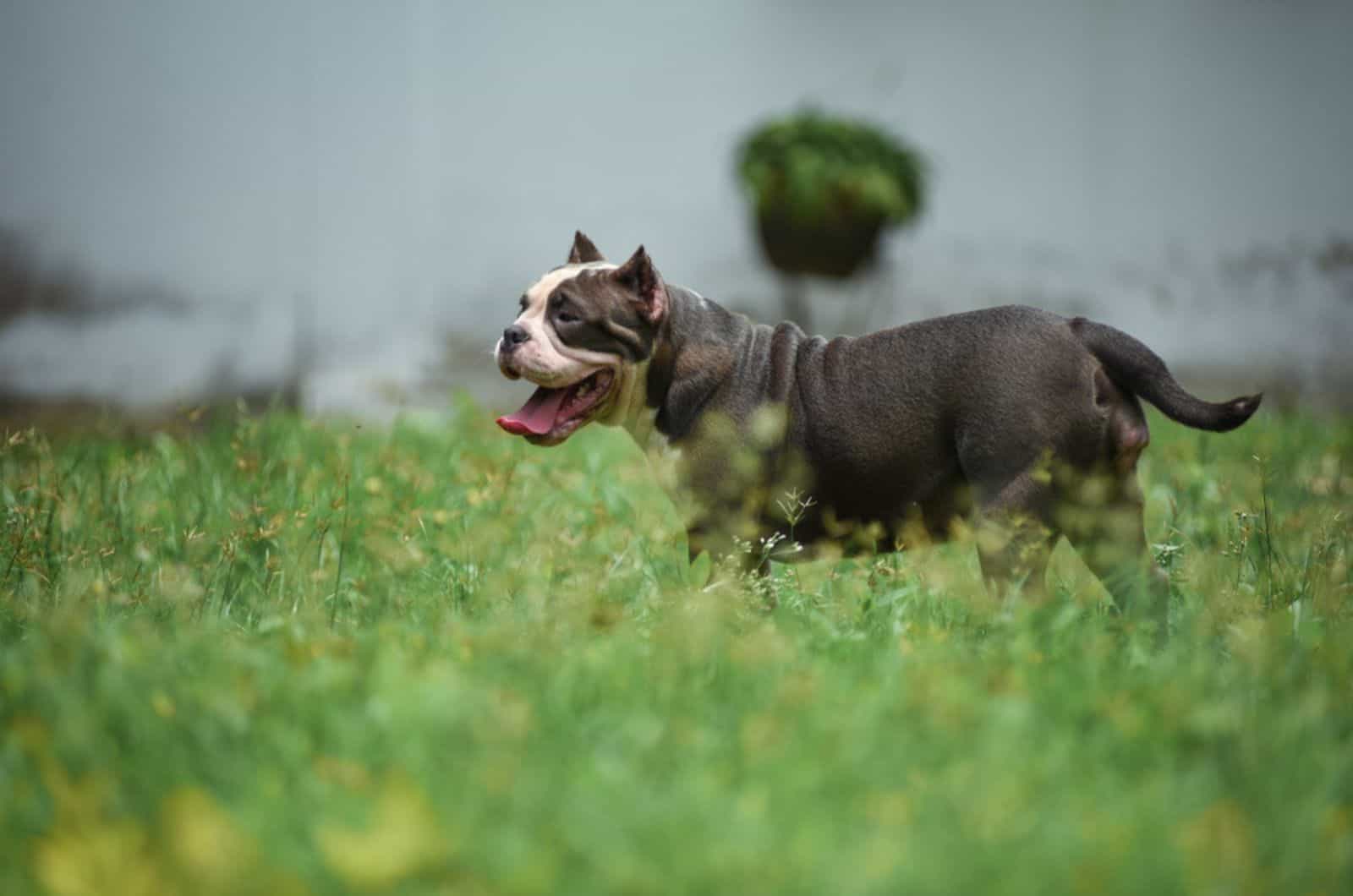 american bulldog walking in a meadow