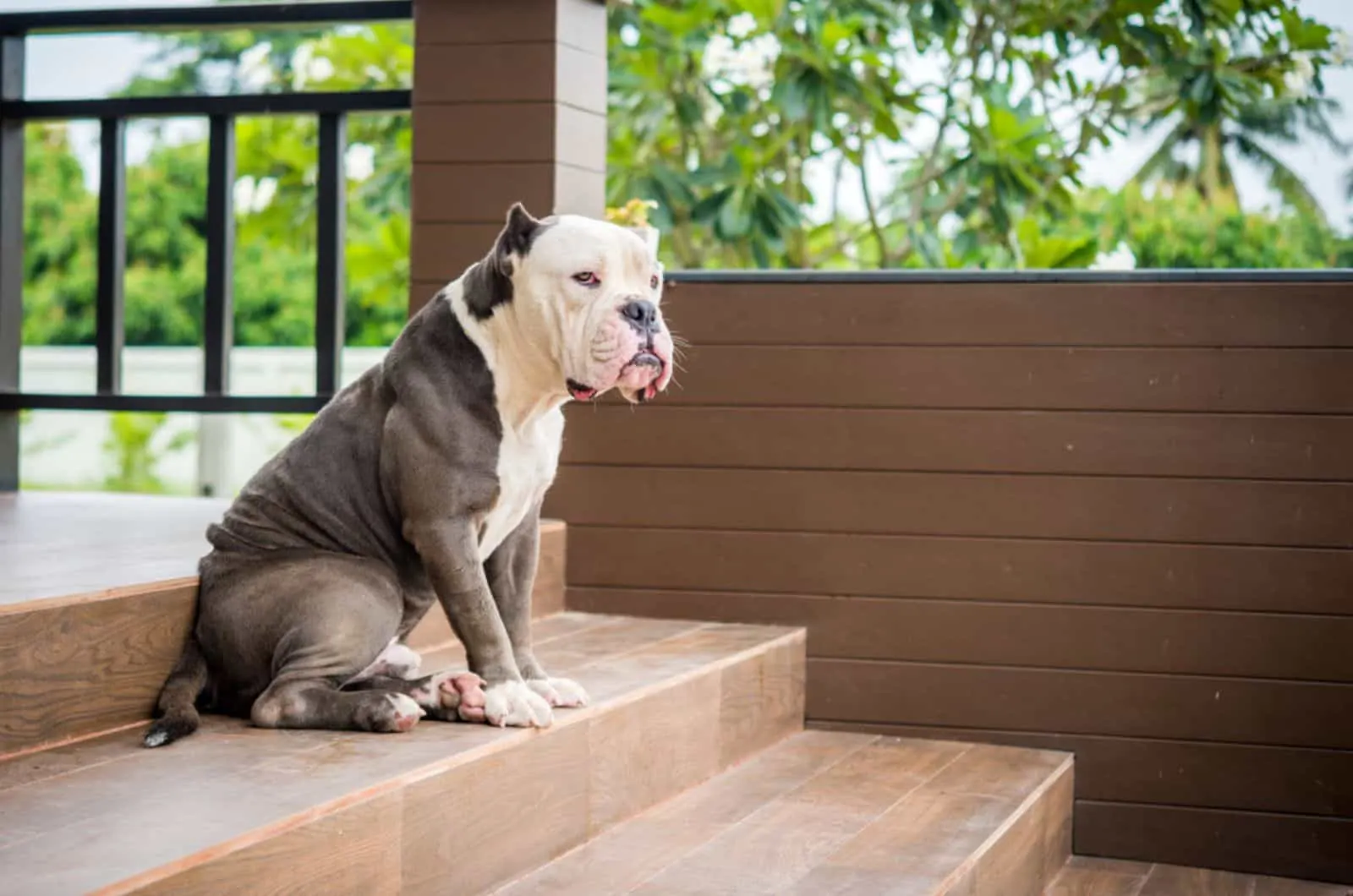 american bulldog watch over the house and sitting on stairs