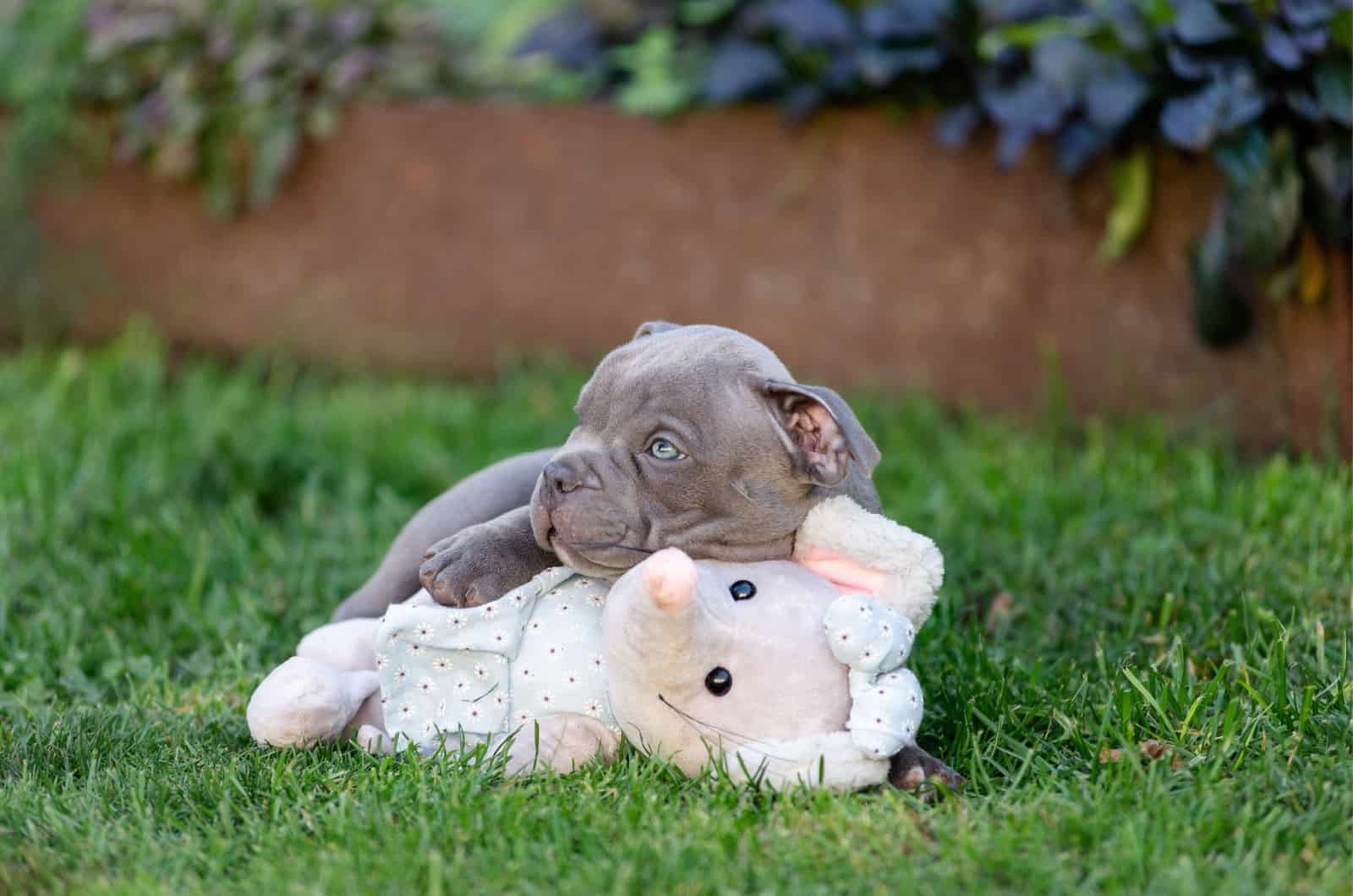 american bully puppy with toy