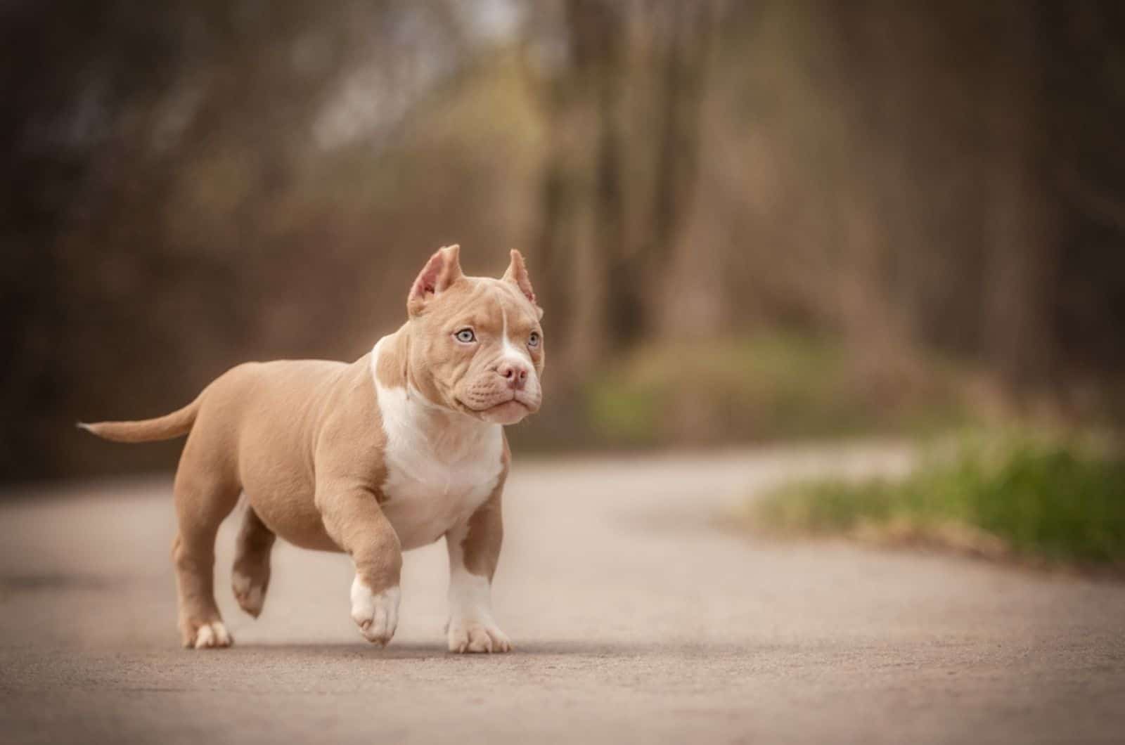 american bully puppy standing on the road