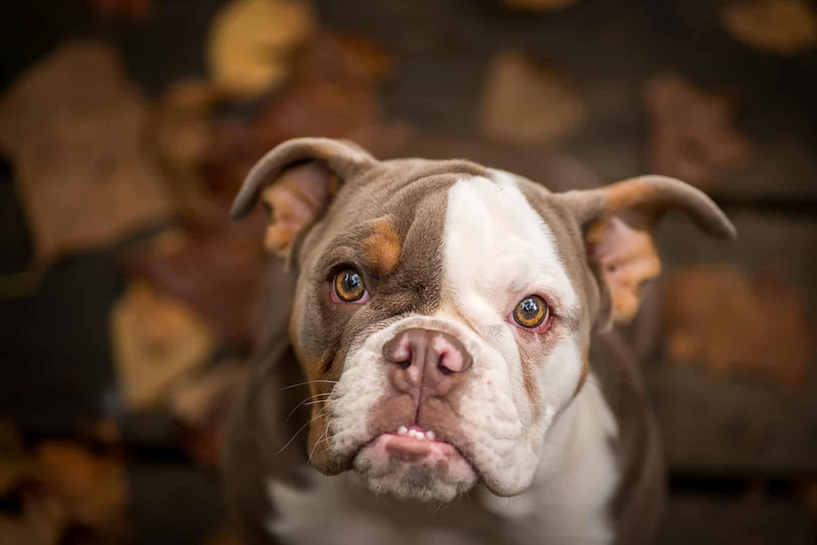 american bully looking into camera