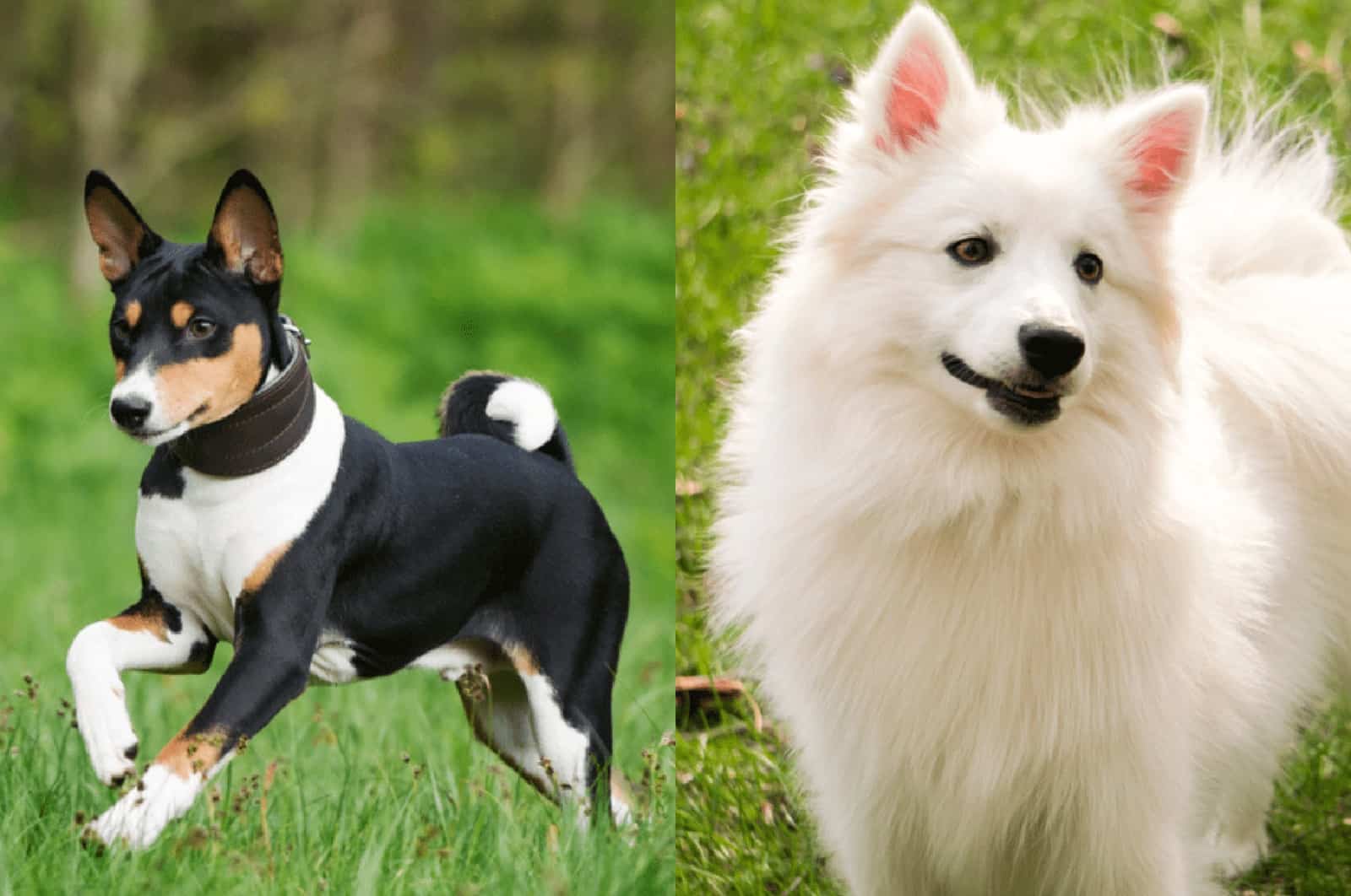 american eskimo basenji mix