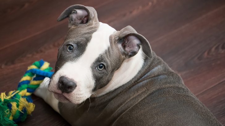 6 Pitbull Breeders In New Jersey You’ll Gladly Give Money To