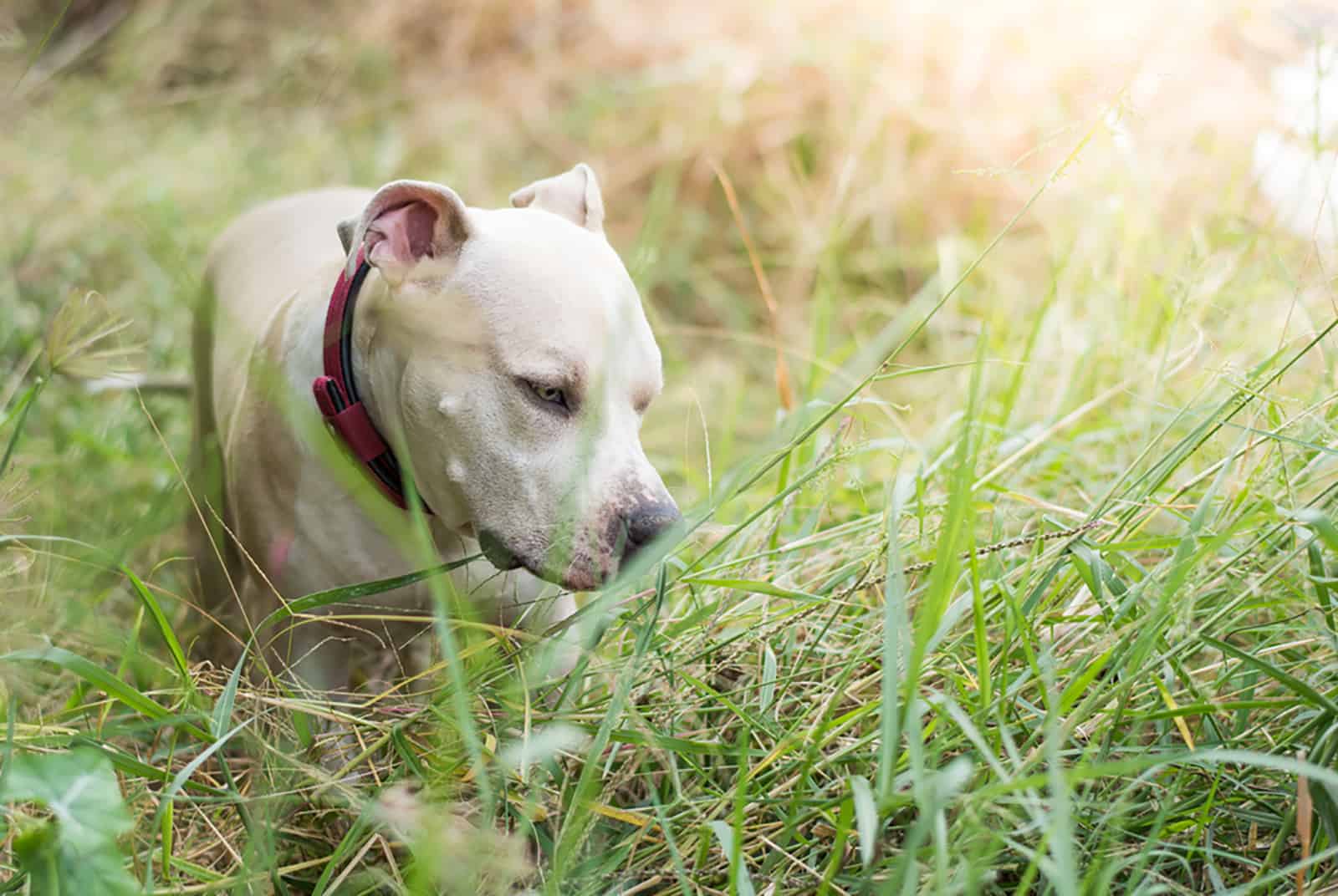 american pitbull puppy playing on grass field