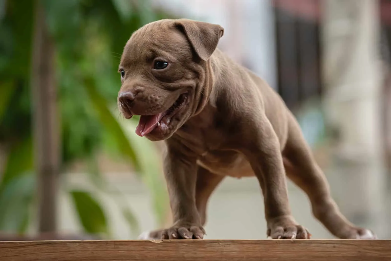 american pitbull puppy standign on a bench