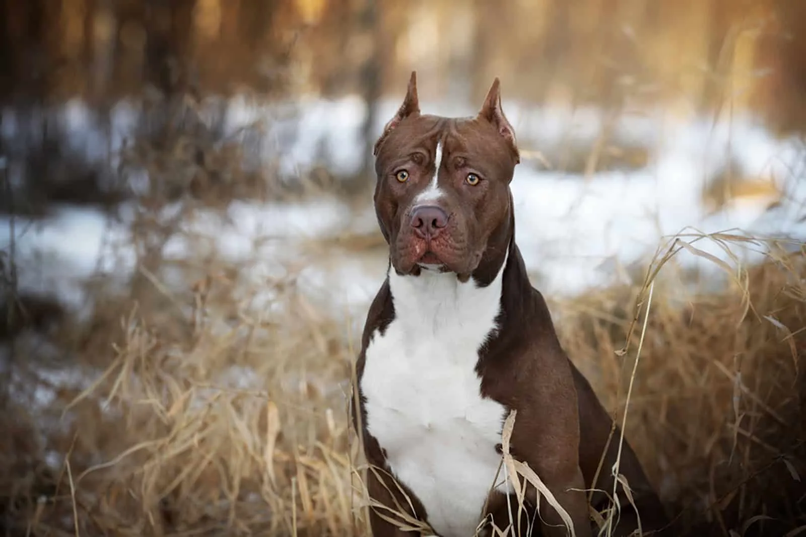 american pitbull terrier sitting in nature