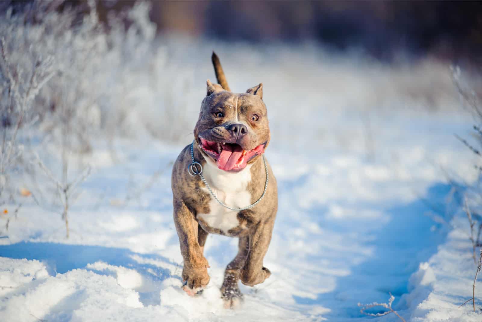 american pocket bully running on the snow