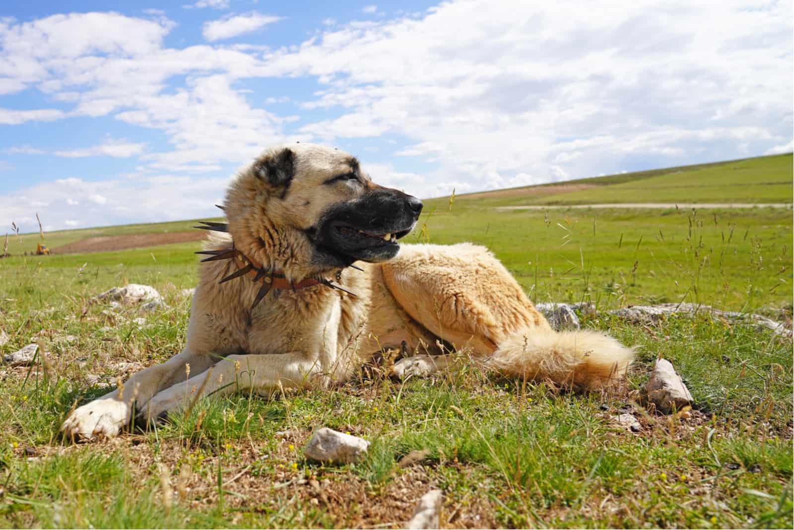 anatolian shepherd with a spiked collar