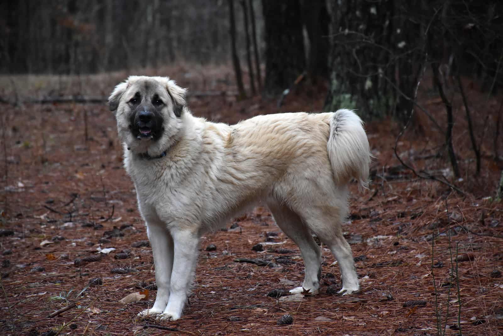 anatolian shepherd