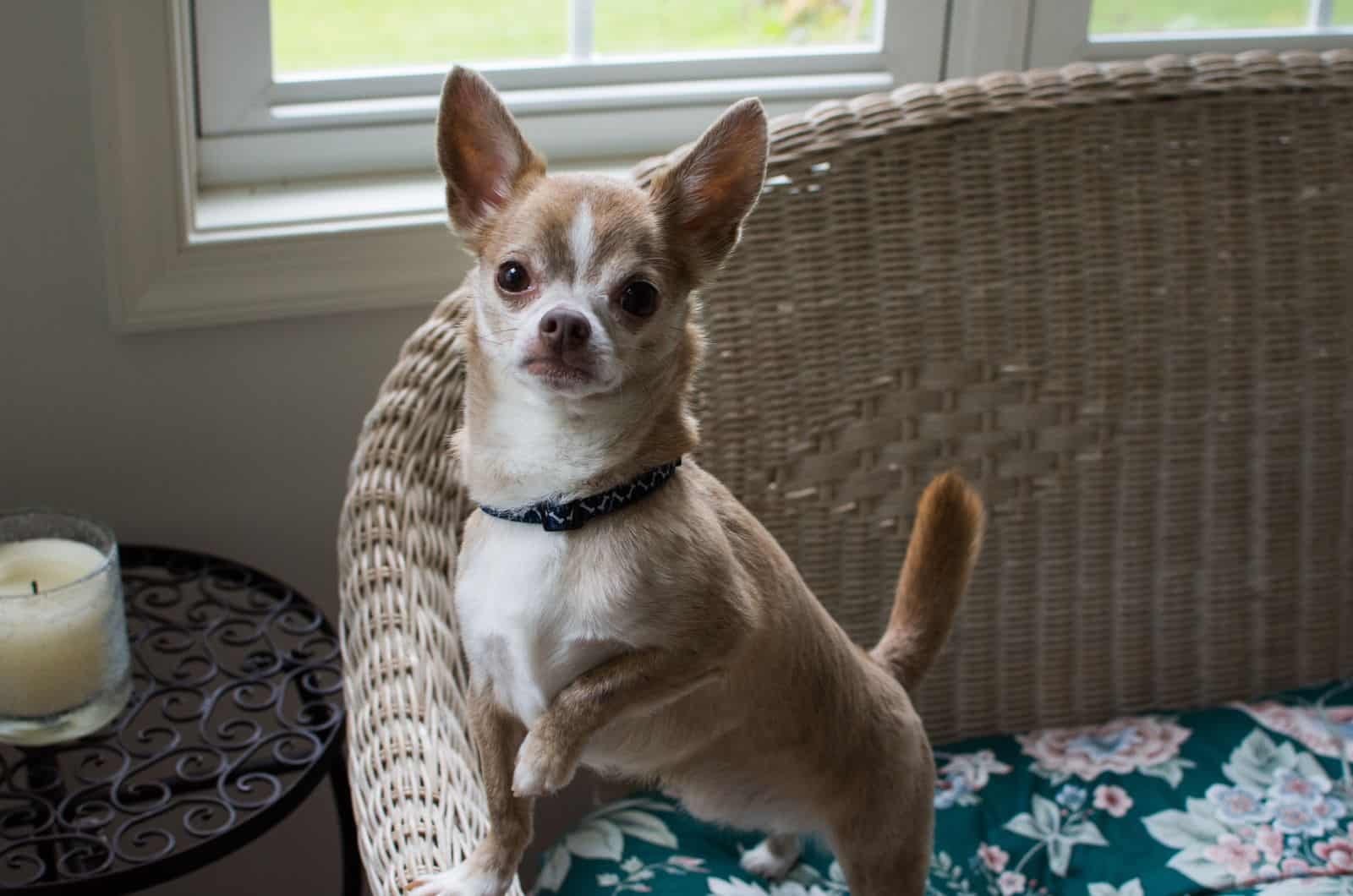 apple head chihuahua dog