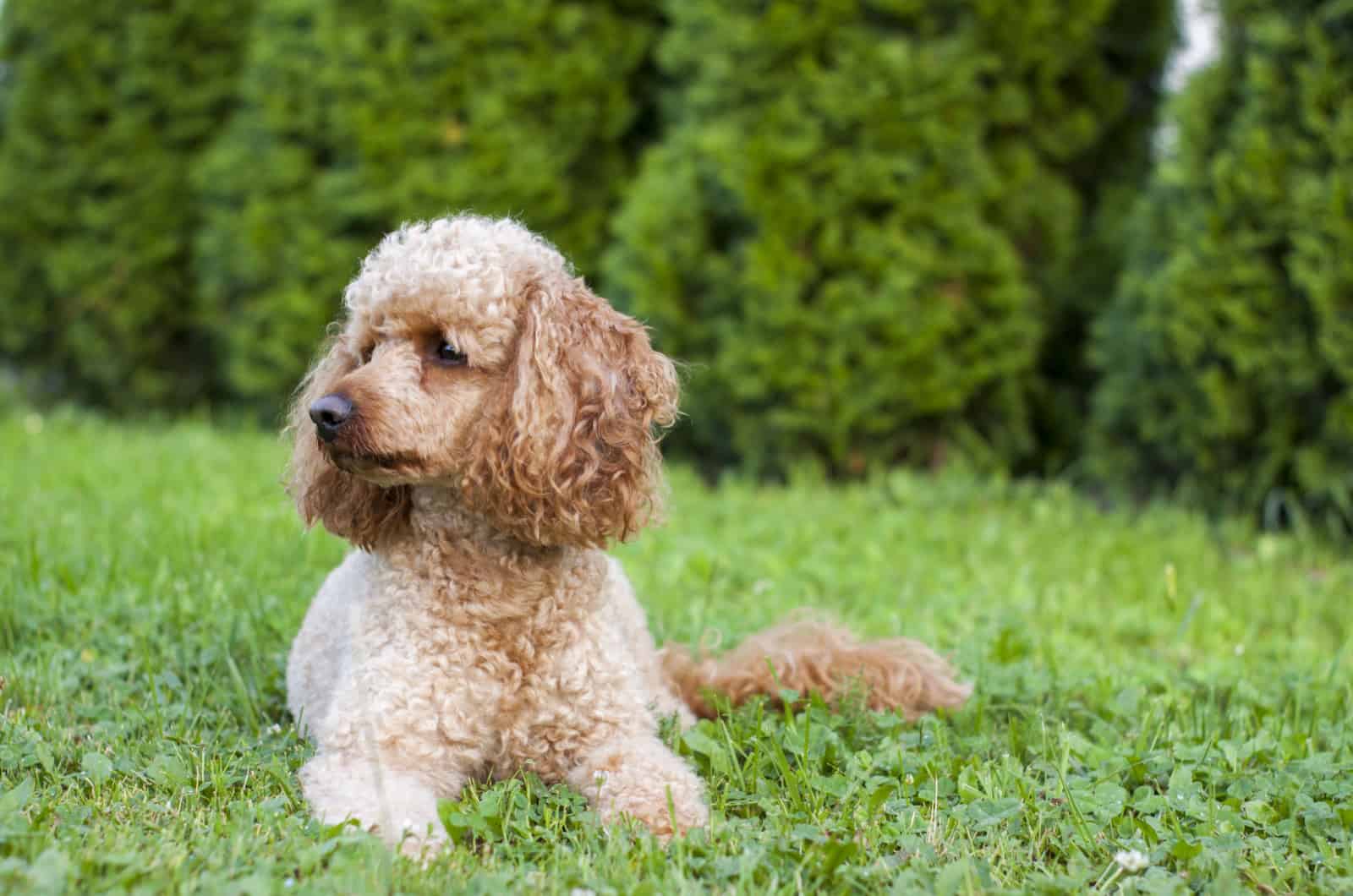 apricot moyen poodle