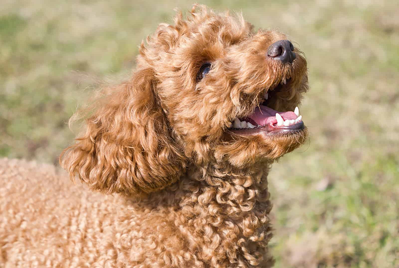 apricot poodle puppy in the park