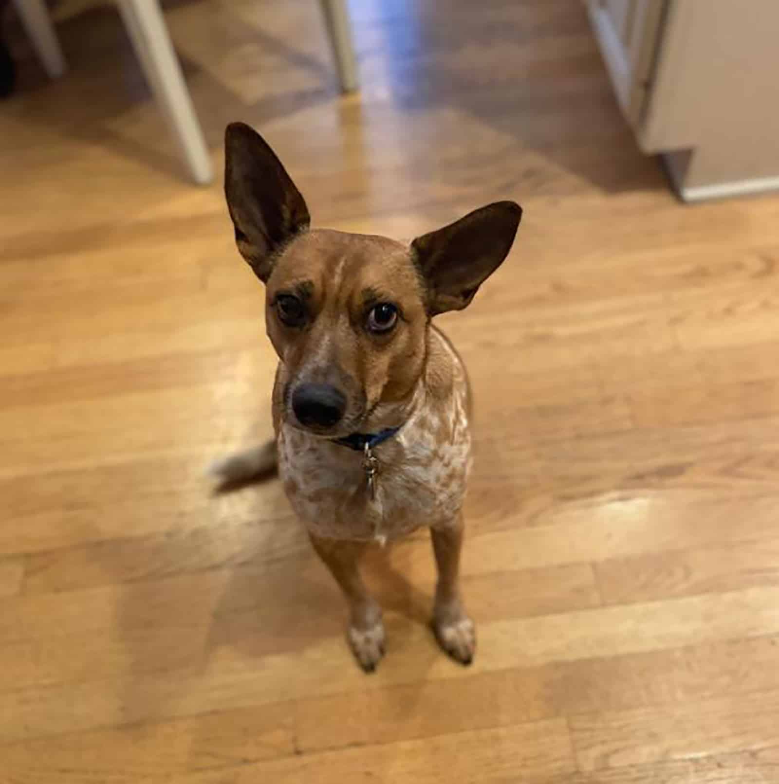 australian cattle dogbasenji mix in the house