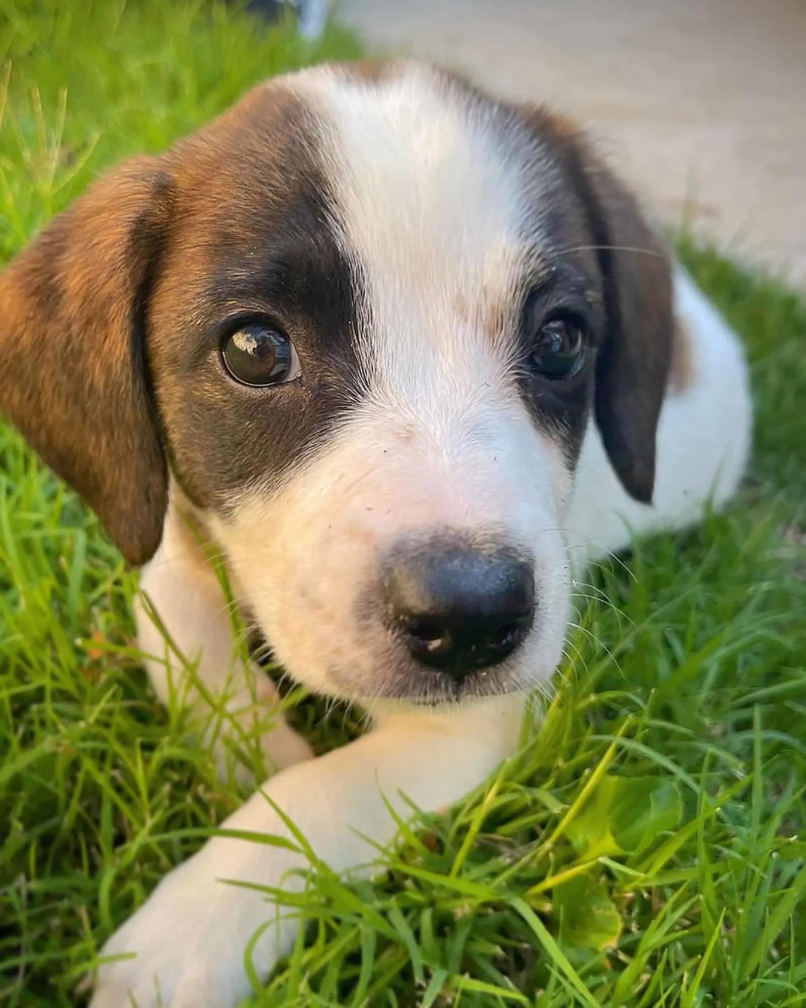 australian shepherd beagle dog lying in the grass