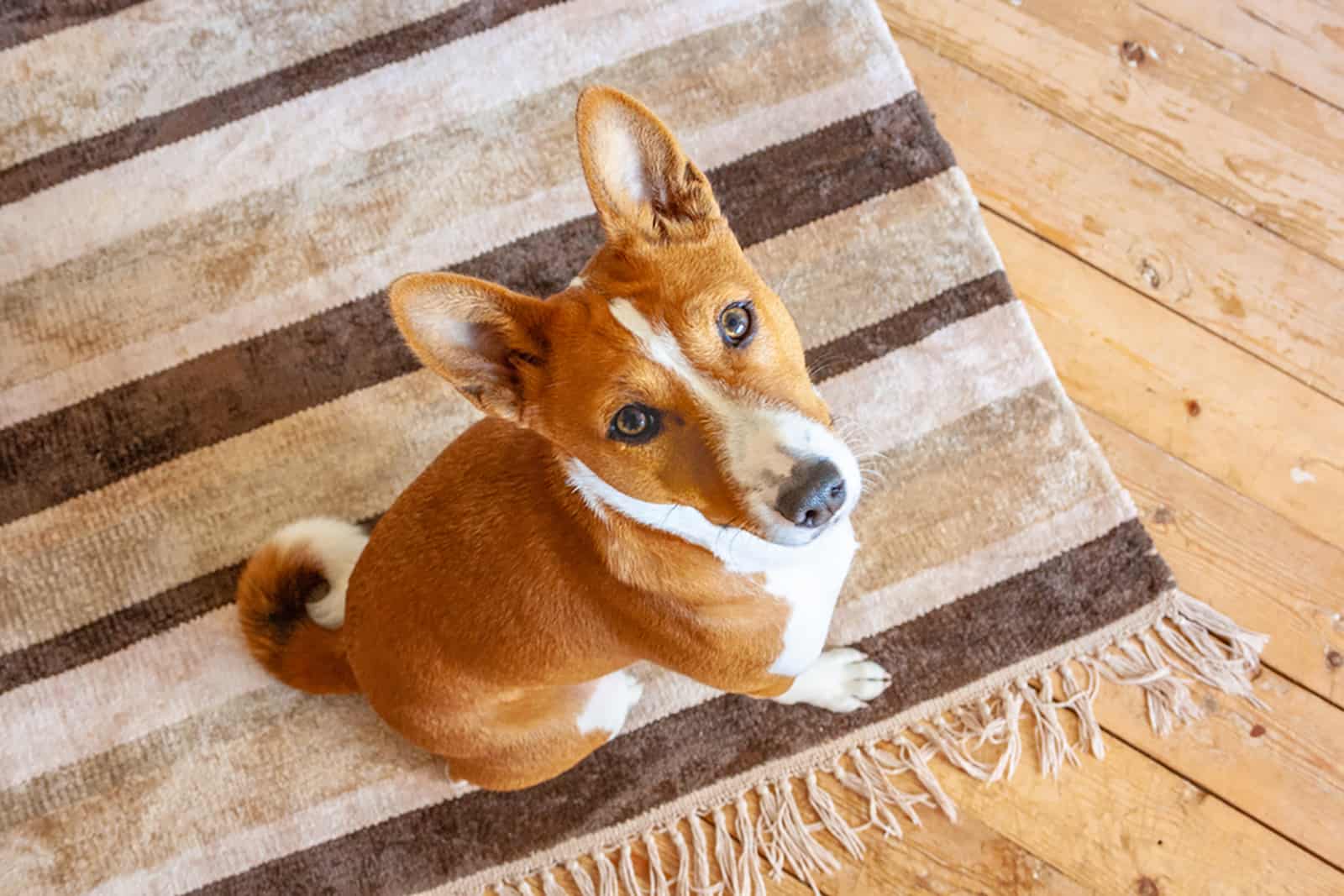 basenji dog sitting on a carpet