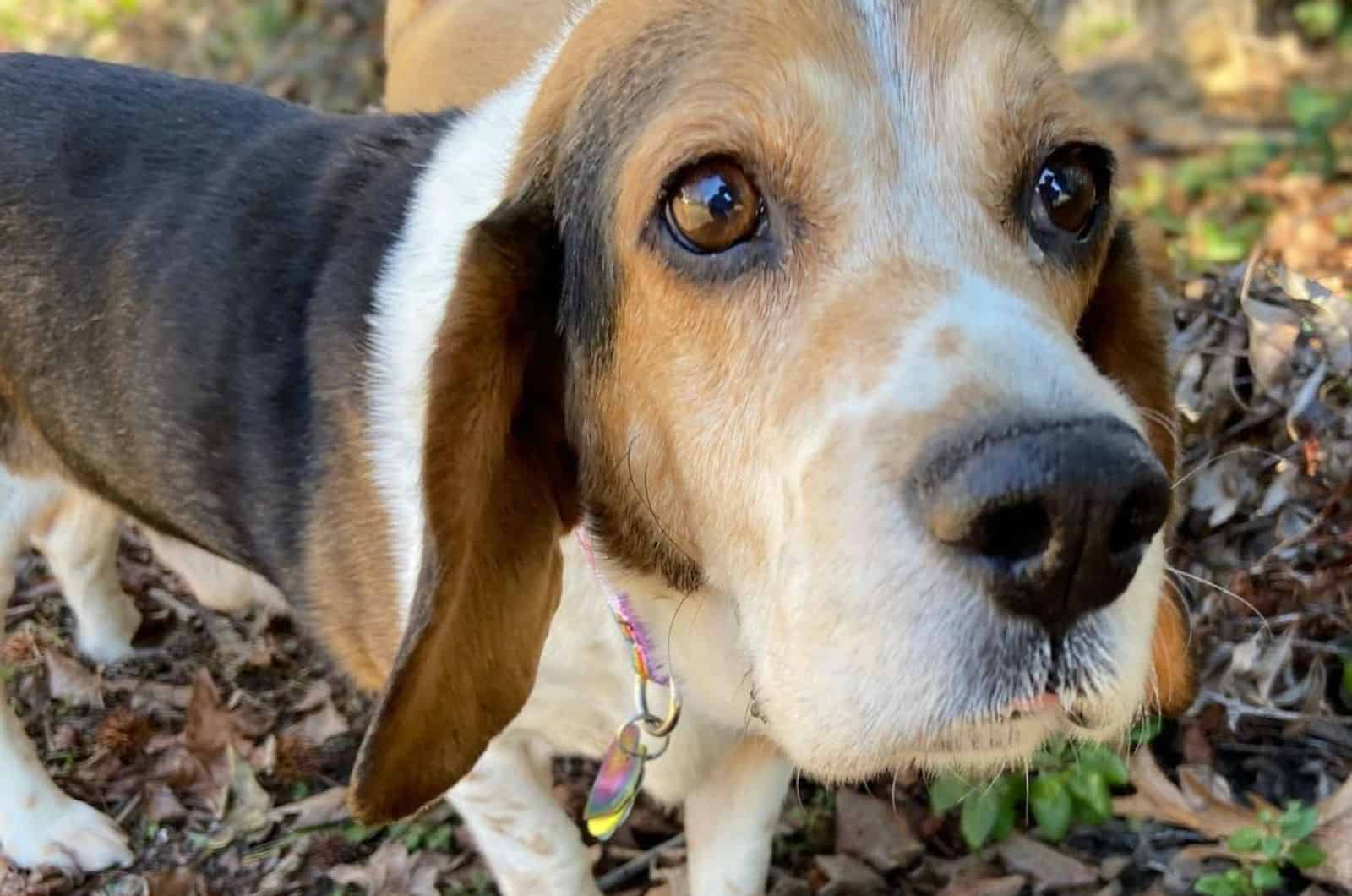 basset hound beagle mix in the forest