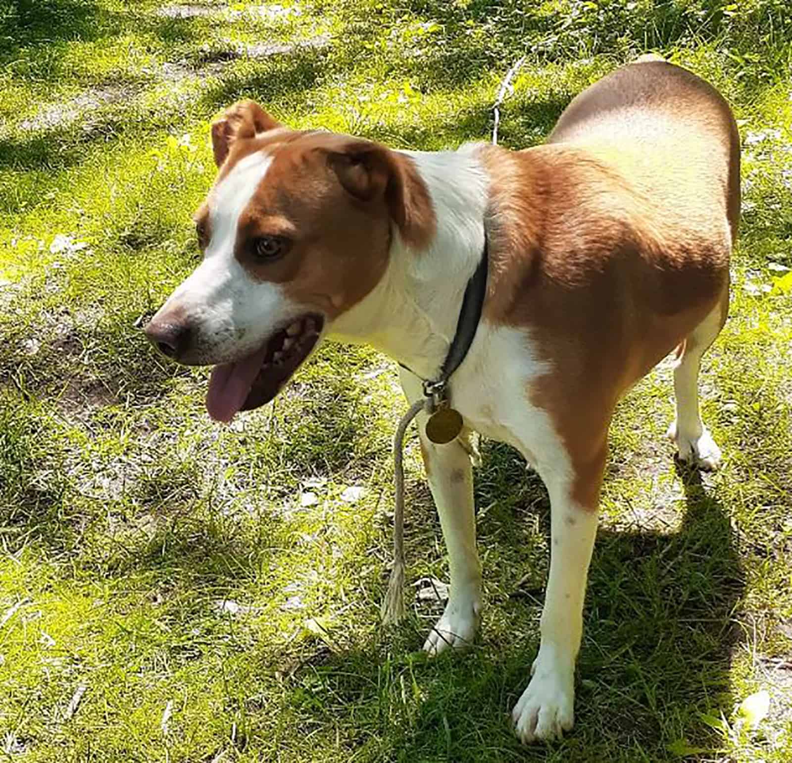 beagle basenji mix standing in the yard