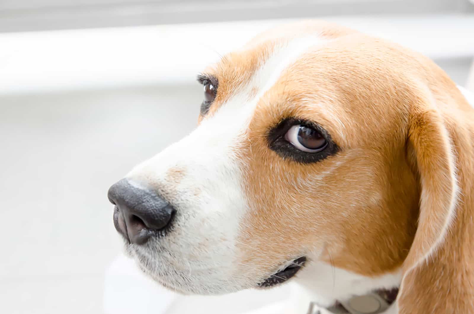 beagle giving sideways glance indoors