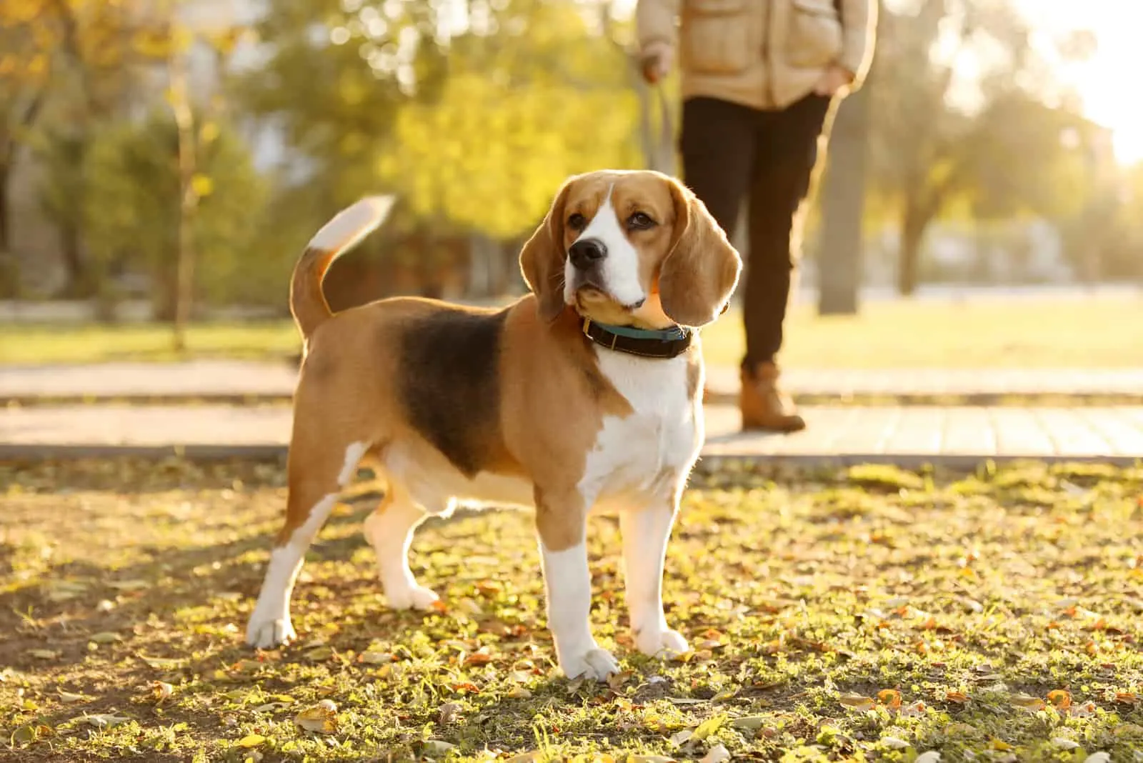 beagle in a park
