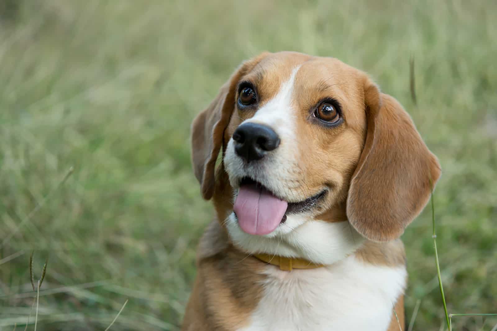 beagle dog in the field