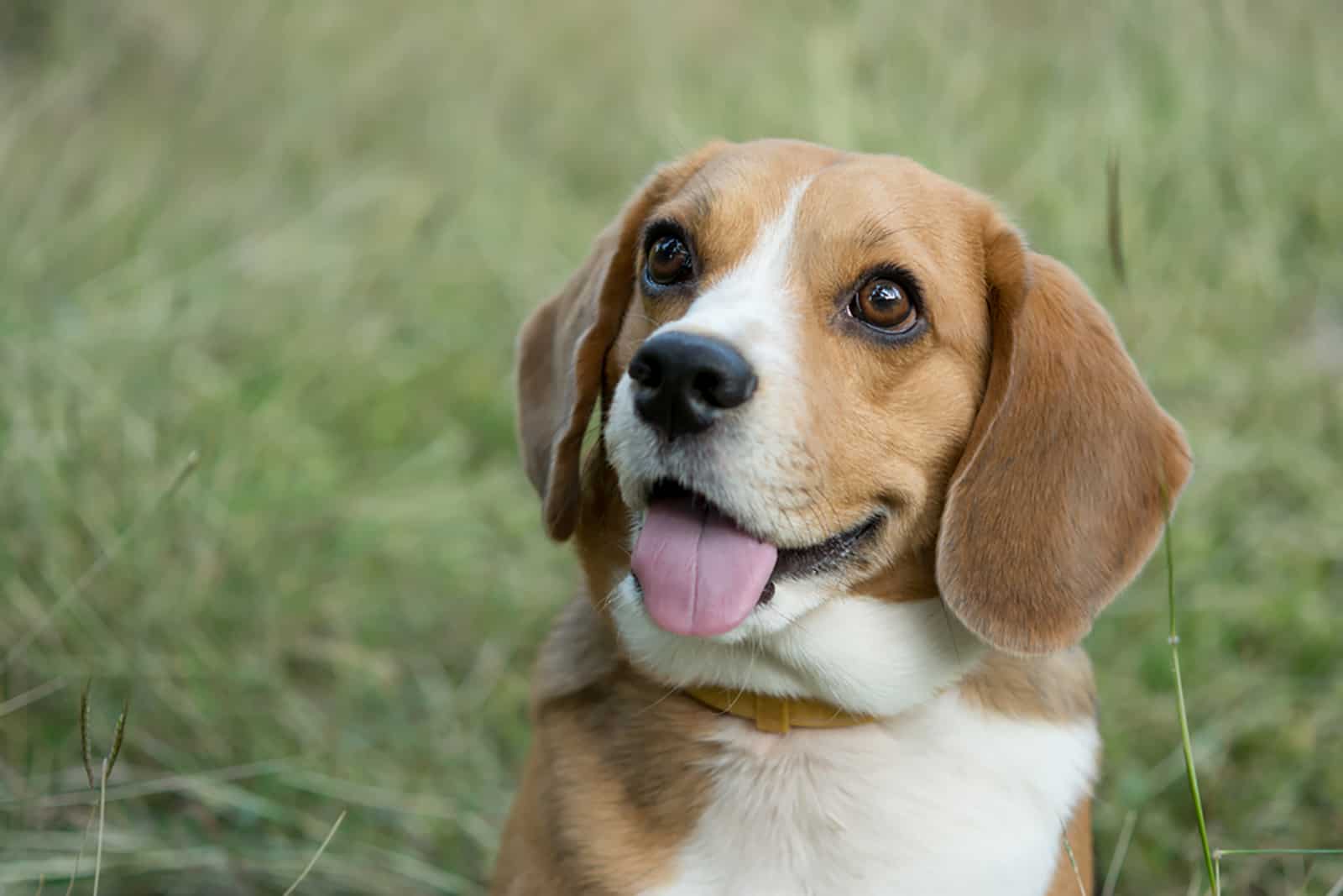 beagle dog in the field