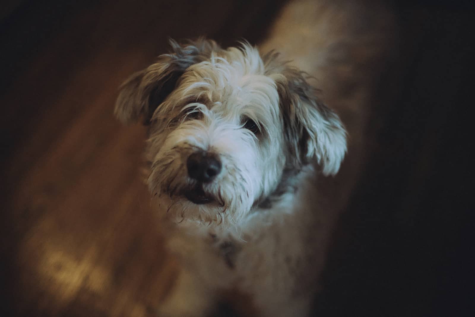 bearded collie indoors