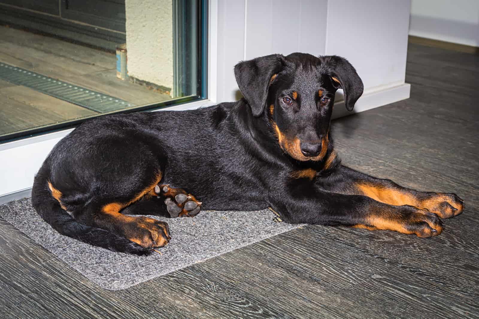 beauceron puppy lying on the floor