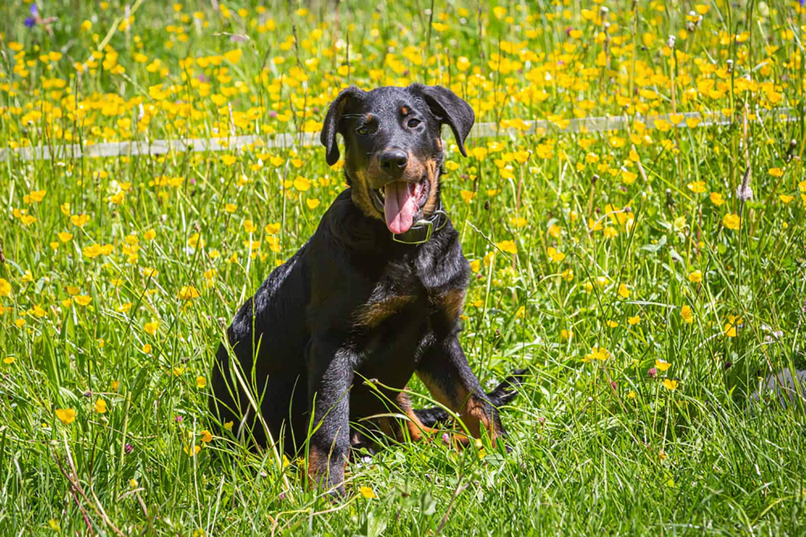 beauceron puppy on a meadow surrounded with yellow flowers