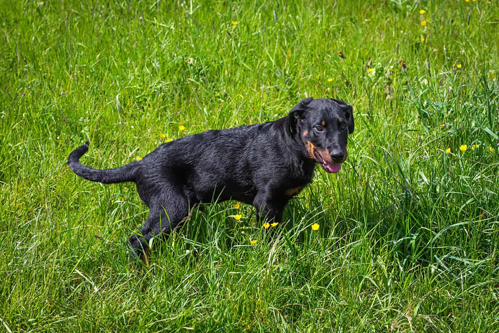 beauceron puppy playing on a meadow