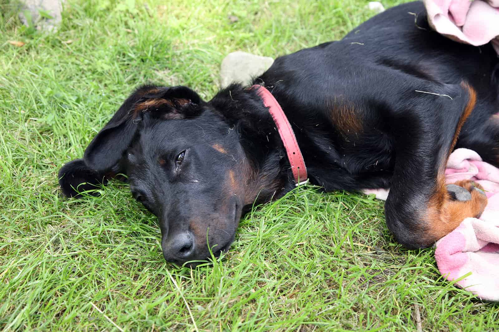 beauceron puppy plyaing with a blanket on the grass