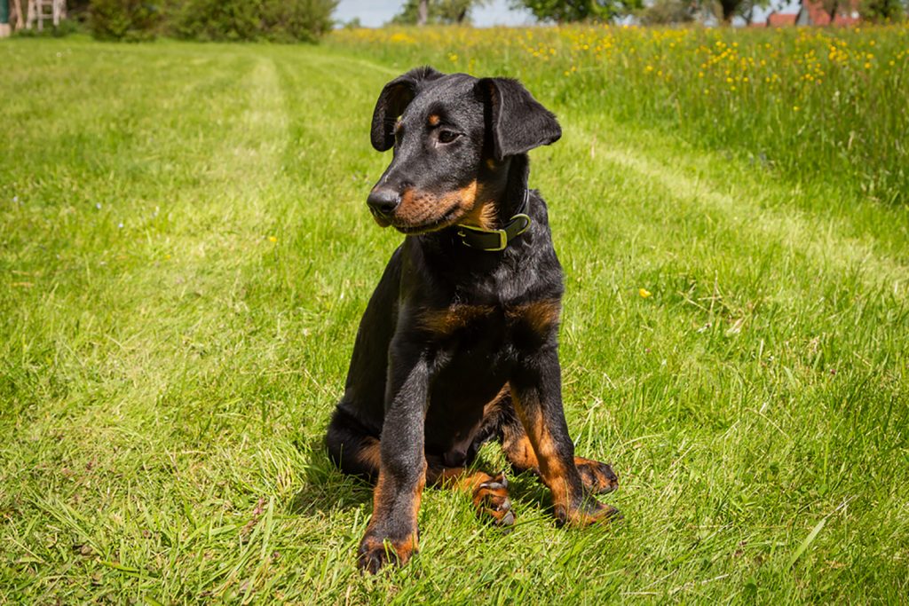 Top 8 Beauceron Breeders In The United States
