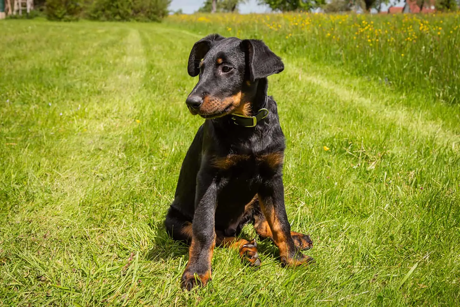 beauceron puppy sitting in the grass in the park