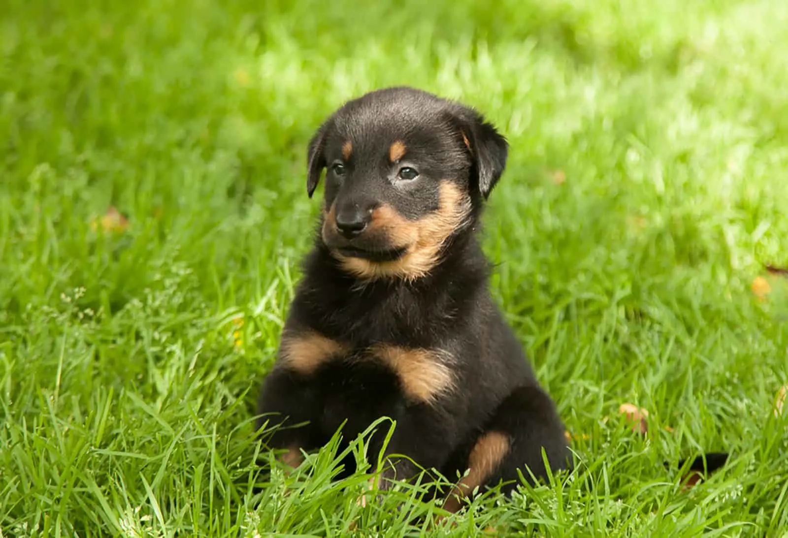 beauceron puppy sitting in the grass