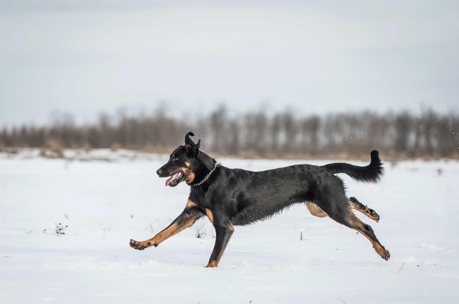 beauceron