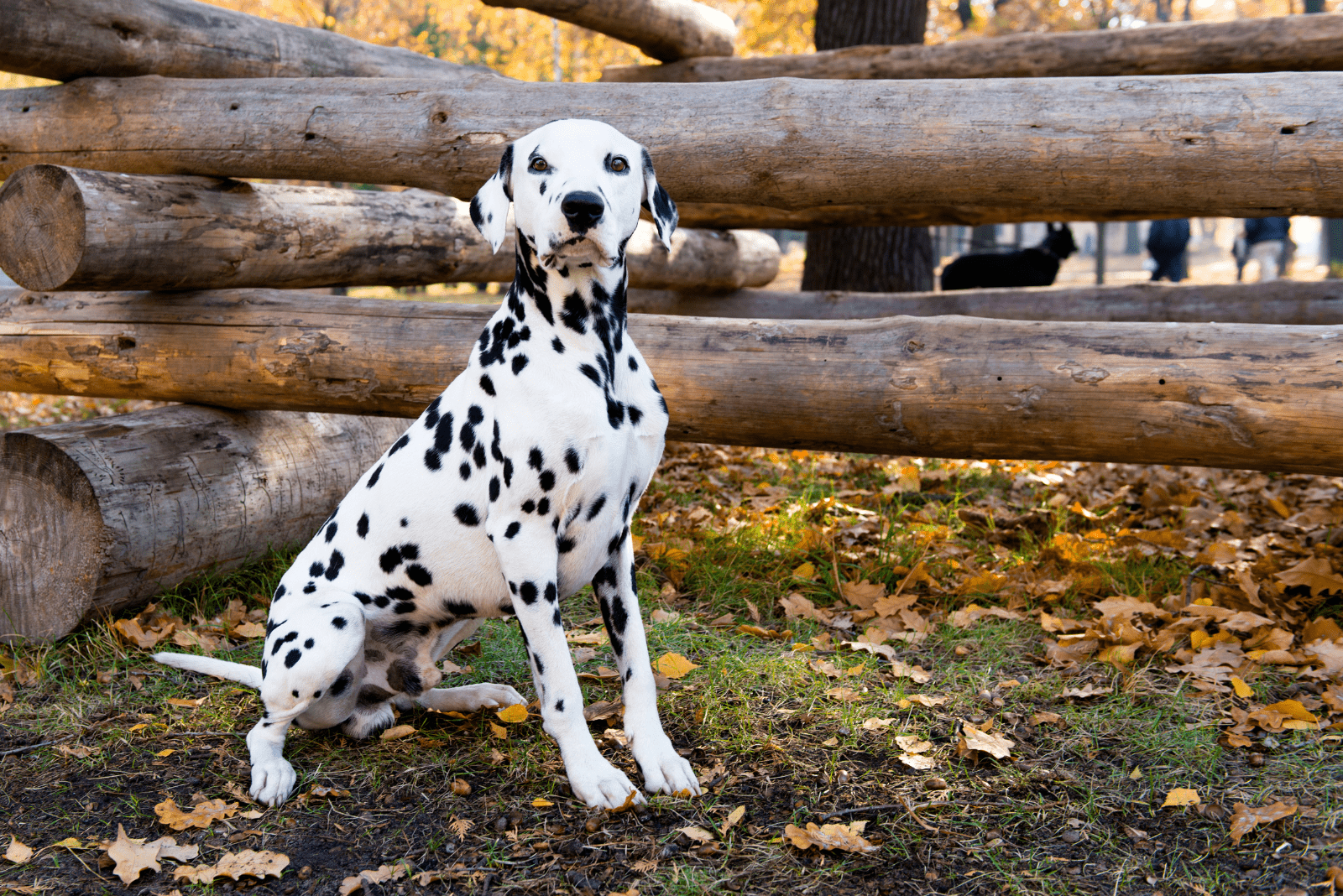 beautiful Dalmatians sitting on the grass