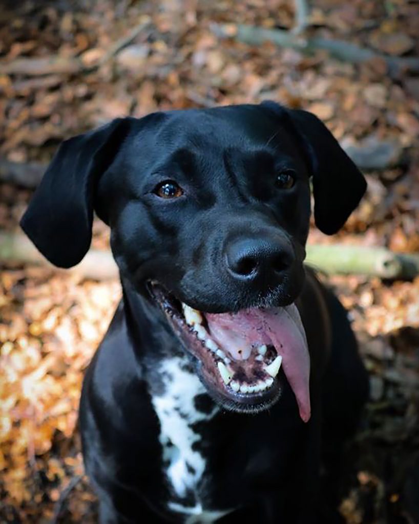 Dalmatian Lab Mix Watch Out, It Might Steal Your Heart