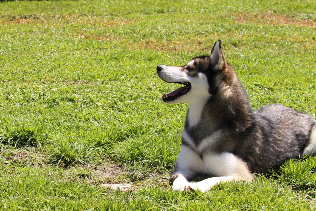 Top 5 Agouti Husky Breeders In U.S.