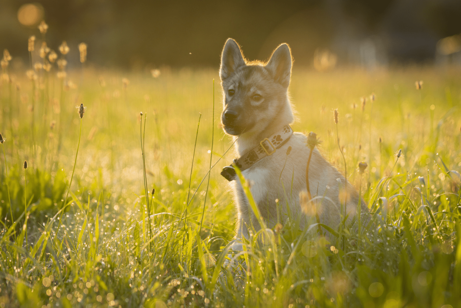 beautiful husky sitting in green grass
