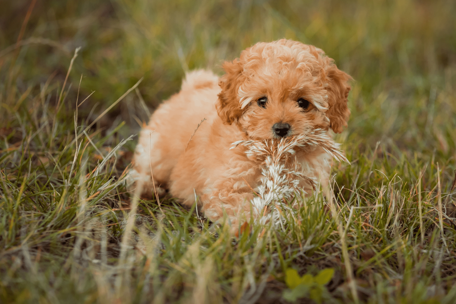 beautiful poodle in the grass