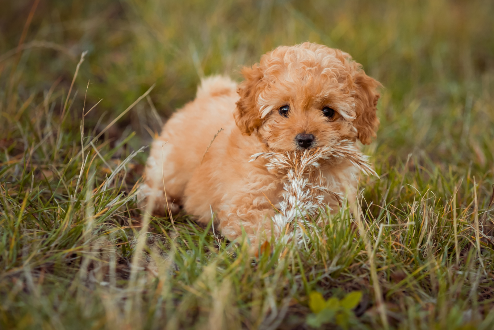 beautiful poodle in the grass