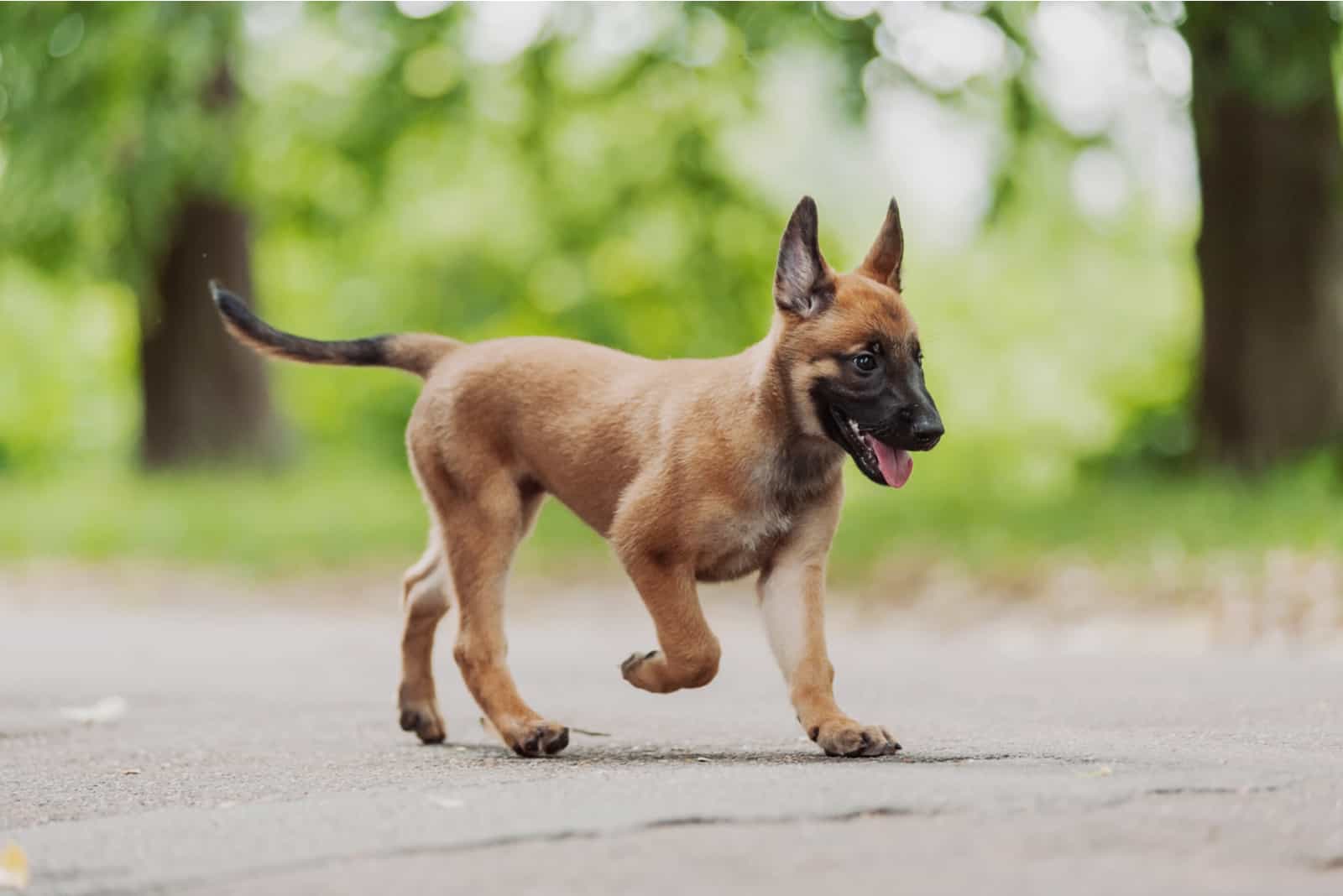 belgian malinois puppy walking