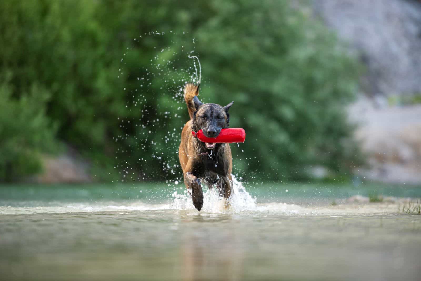 belgian malinois running with toy in mouth